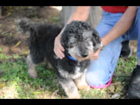 Canelo, an adopted Bichon Frise & Poodle Mix in Houston, TX_image-1