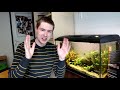 Will Snails Eat My Aquarium Plants