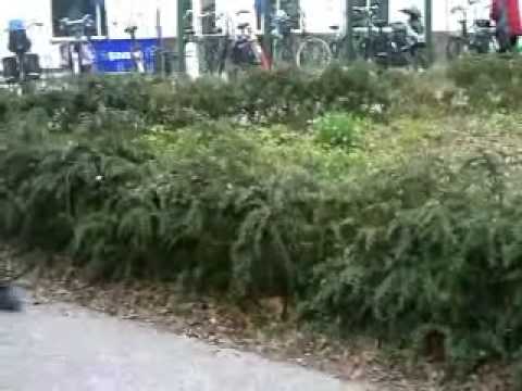 echte mannen eten geen kaas.....