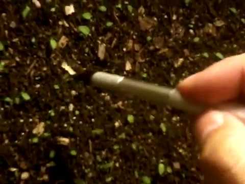 , title : 'streptocarpus tips de sembrar semillas chuyito jardinero'