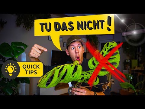 Zimmerpflanzen Pflege im Winter 🤩 5 Geheime Überlebenstipps für Anfänger und Fortgeschrittene!