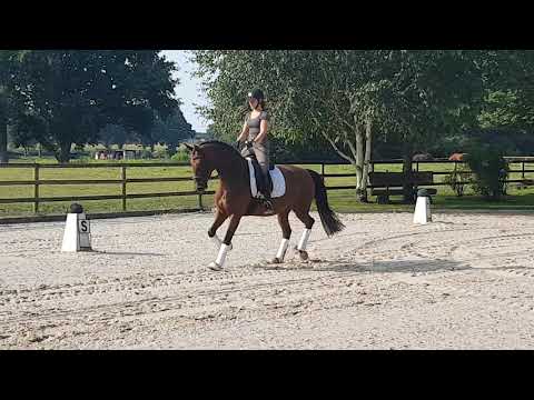 Benicia V.Benicio 4 jährige Stute