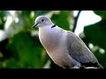 Natural Dove bird sounds