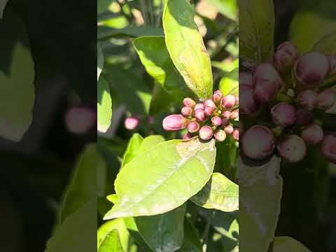 Seedless lemon 🍋 on PQNK. No irrigation for last four months. Excellent flowering.