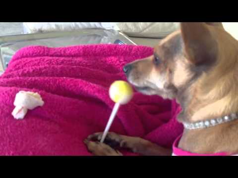 Mirajon and her lollipop