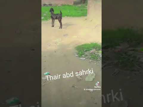 thairabad sharki❤❤❤