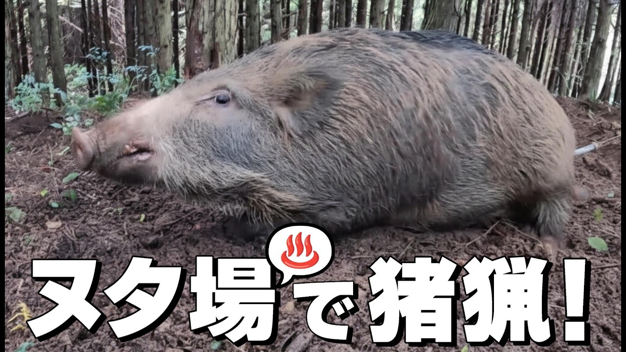 #155 【有害鳥獣駆除】ヌタ場で猪を待ち伏せして捕獲！ - Set traps in a spa where wild animals gather and capture prey！