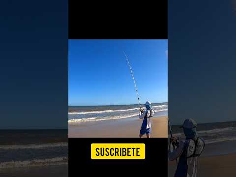 PIQUE en vivo DE CORVINA NEGRA 💥🎣