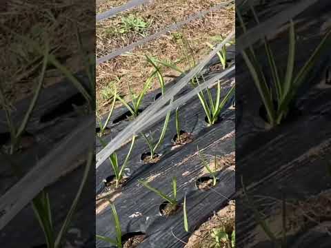 ニンニク協会 ニンニク果樹園 殺虫剤 天然殺菌剤 肥料 施肥音