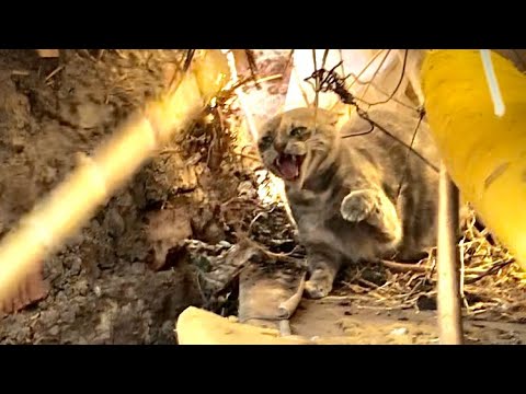 احذروا من القط المفترس هذا ربما يأكل اولادكم او ياذيكم