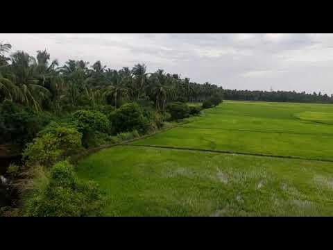 Kanyakumari | campos naturais verdejantes De Nalloor a Theroor Road | Kanyakumari |