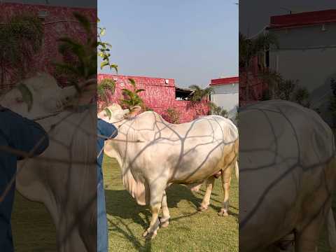 beauty of Shan cattle farm || maweshi mandi #cow #cattlefarm #animals