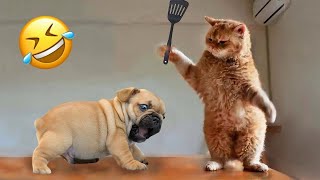 Best Funny Animals 2023 😂 Funniest Cats and Dogs 😻