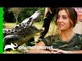 Alligator Catch Inspires A New Volunteer To Join The Everglades Holiday Park Gator Boys