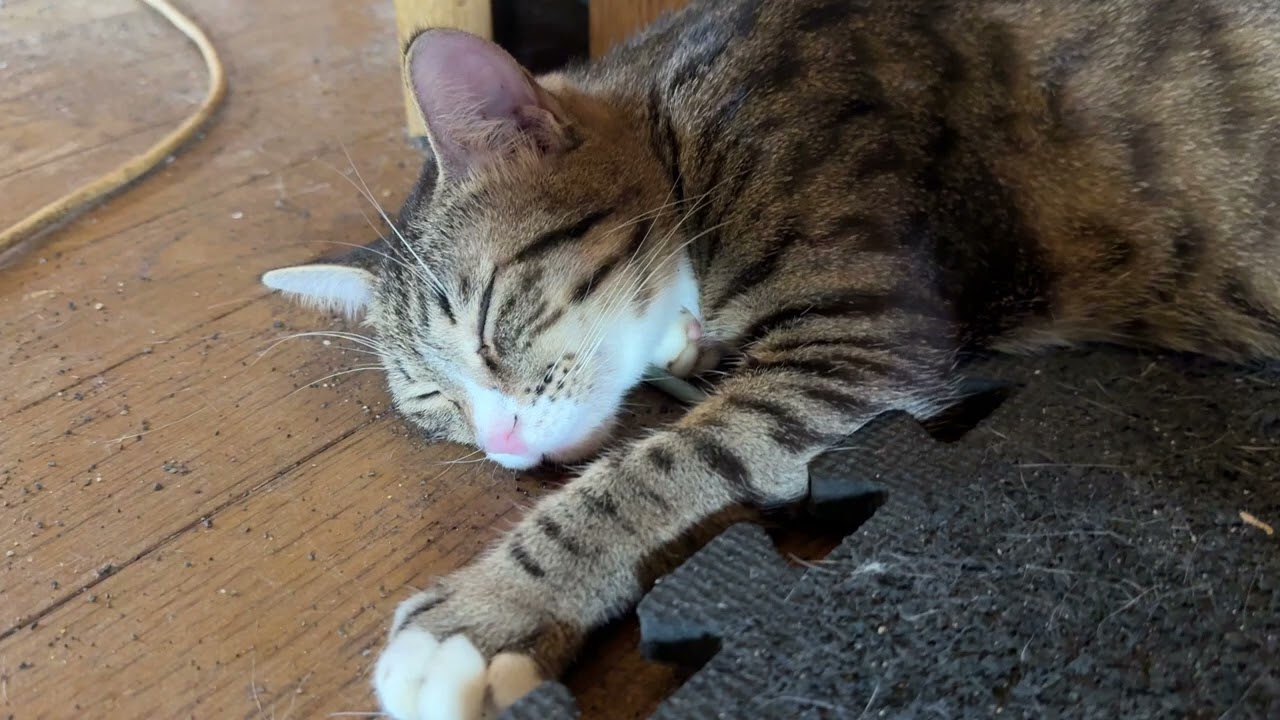 扉に、ピッタリのキジシロのルル