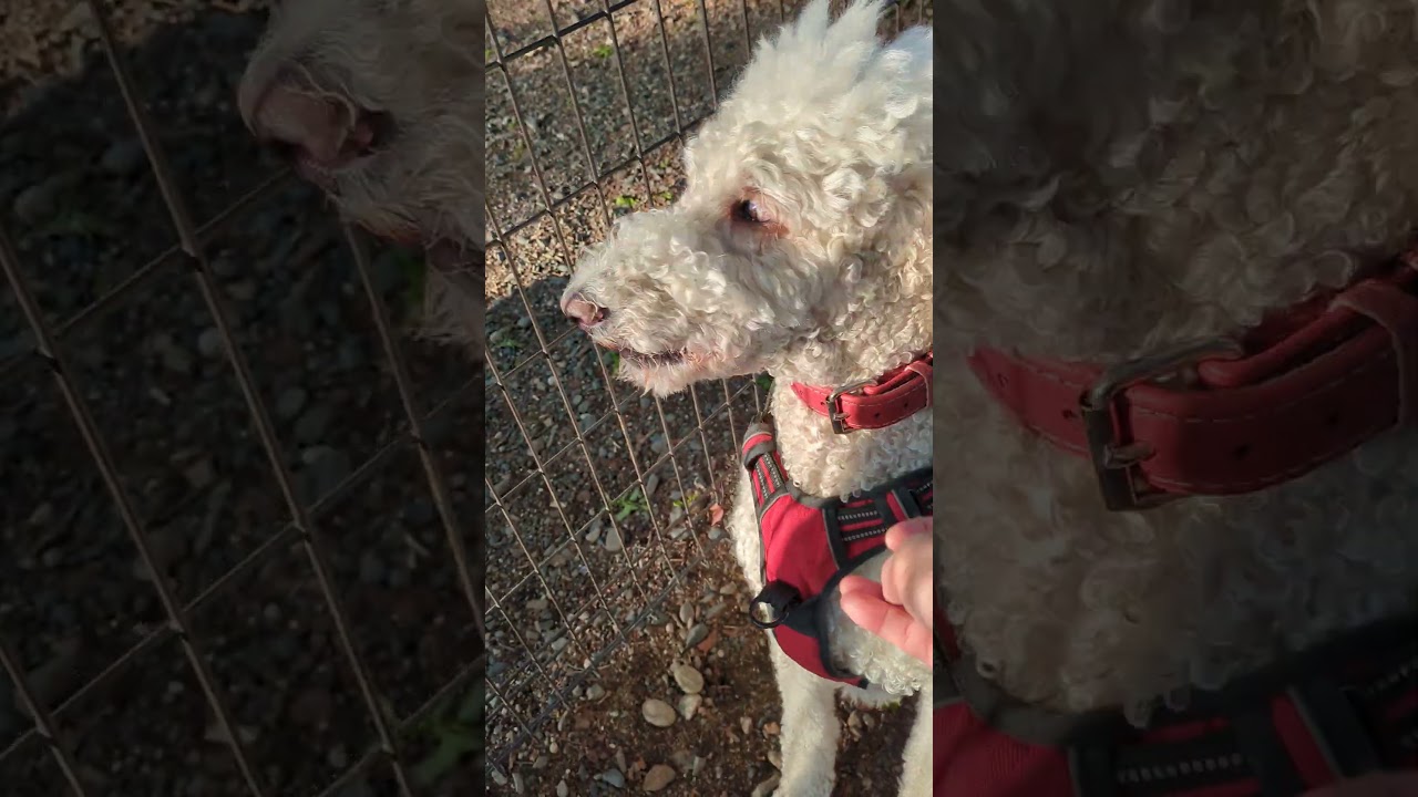 今朝も元気いっぱい走るスタンダードプードルのオーデンくん。来月６歳になります。 #スタンダードプードル #犬動画 #dog