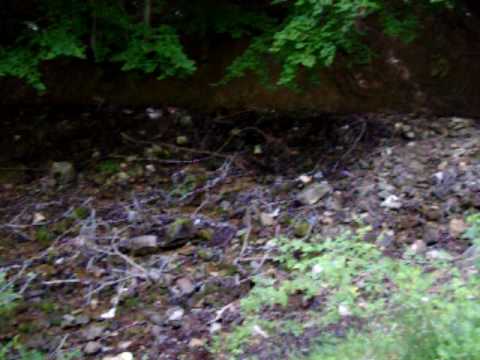 Vrella e Revuqit.MOV