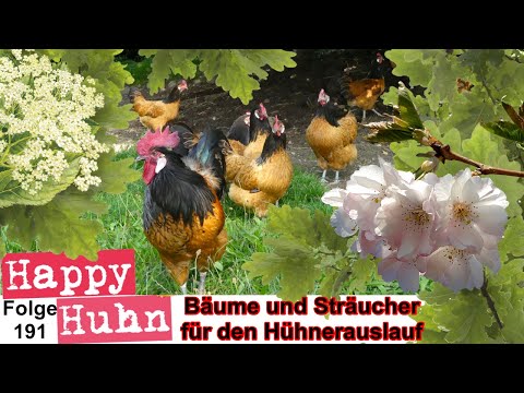 E191 Die besten Bäume und Sträucher für den Auslauf der Hühner, Ziergehölze und Obstbäume HAPPY HUHN