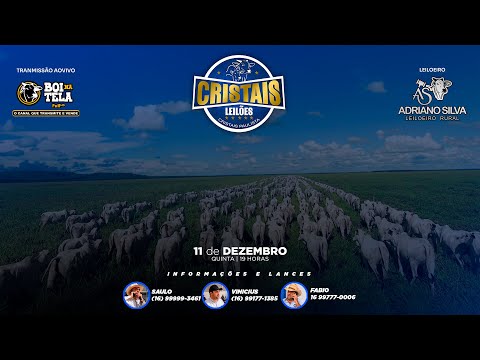 Cristais Leilões - 55º Leilão virtual  11/12/2025  Transmissão ao vivo Boi Na Tela.
