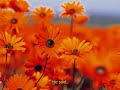 Hotel California Keralafornia Oldsongs