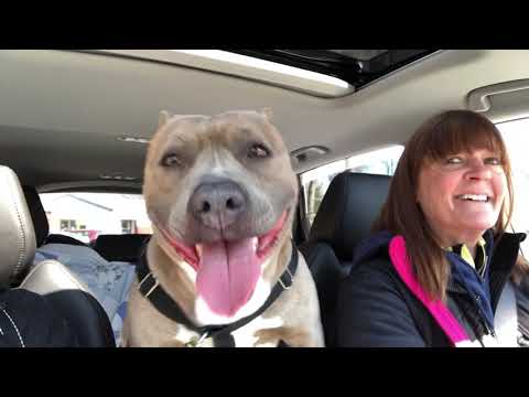 Gloria - Adoption Pending!, an adopted American Staffordshire Terrier & Terrier Mix in Briarcliff Manor, NY_image-1