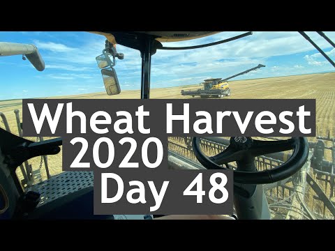 Wheat Harvest 2020 - Day 48