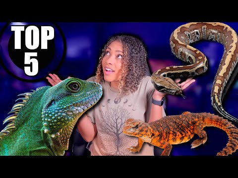 Top 5 BEST Intermediate Reptiles
