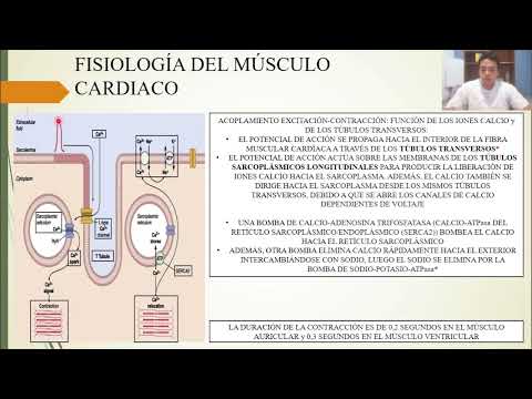 FISIOLOGÍA: MÚSCULO CARDIACO: EL CORAZÓN COMO BOMBA y LA FUNCIÓN DE LAS VÁLVULAS CARDÍACAS