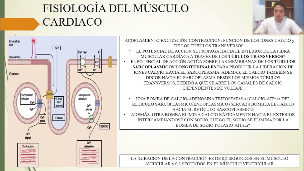 FISIOLOGÍA: MÚSCULO CARDIACO: EL CORAZÓN COMO BOMBA y LA FUNCIÓN DE LAS VÁLVULAS CARDÍACAS