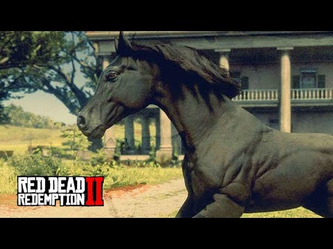 Taming the horse MIDNIGHT BLACK - BREEDING PUREBRED HORSES - Red Dead Redemption 2