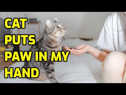 Why Does My Cat Reach Out To Touch Me?