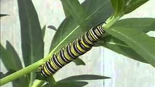 preview picture of video 'Monarch caterpillars on my Swan plant.'