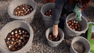 Planting 24 GORGEOUS Containers with Bulbs + Tips to Get Them to Survive Winter! 🌷🌷🌷// Garden Answer