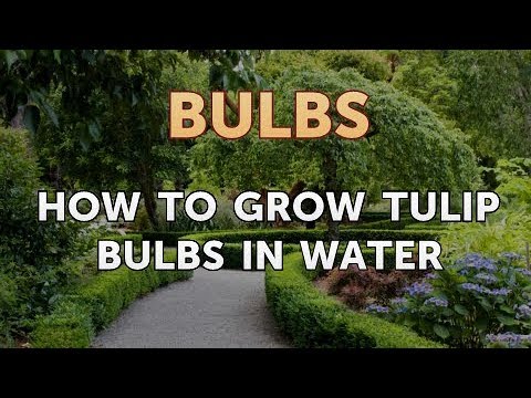 How to Care for a Gladiolus After It Blooms