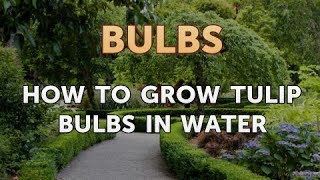How to Grow Tulip Bulbs in Water