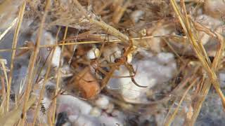Male Desert Orb Weavers fighting over female