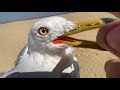 Caught Seagull With Bare Hands