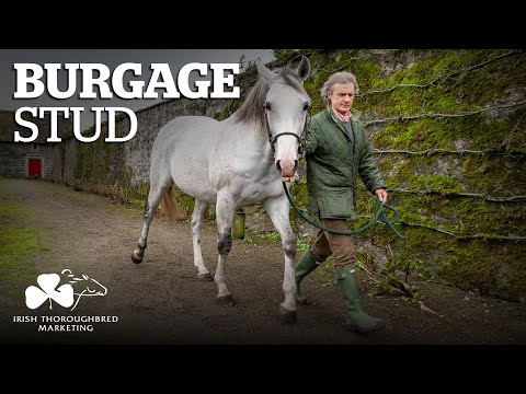 ITM Irish Stallion Showcase 2021 - Burgage Stud