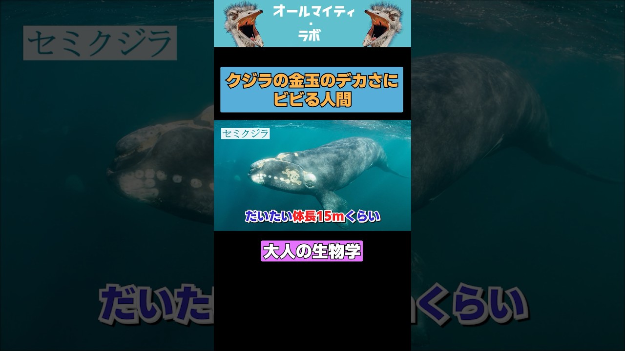 #animals #オールマイティラボ #動物