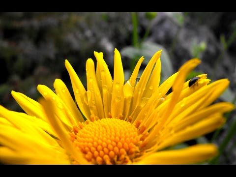 download lagu mp3 mp4 Vilcinskas Saulyte Mano, download lagu Vilcinskas Saulyte Mano gratis, unduh video klip Vilcinskas Saulyte Mano