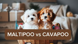 MALTIPOO vs CAVAPOO: Main differences