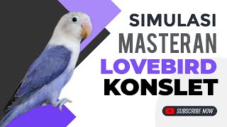 Download lagu Suara Masteran Burung Lovebird Konslet: Teknik Rahasia untuk Kontes! #Lovebird #MasteranBurung mp3