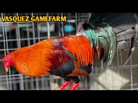 Sweater Albany Kelso - VASQUEZ FARM