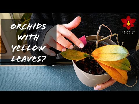 , title : '15 Reasons why Orchids have Yellow Leaves & How to Fix them! | Orchid Care for Beginners'
