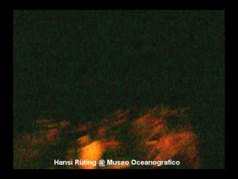 Hansi Rüting @ Museo Oceanográfico - Buceo, Montevideo