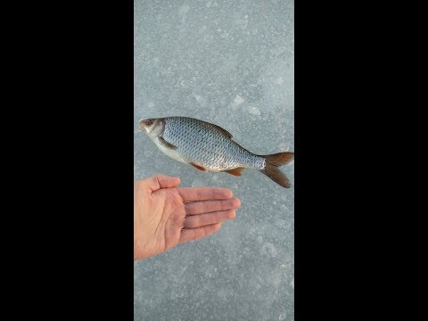 makkaraperunaT (vittu mikä särki)