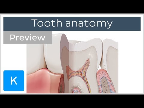 Anatomy and Structures of the Tooth (preview) - Human Anatomy | Kenhub