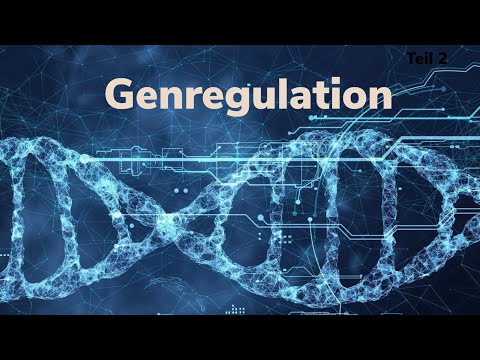 Abitur Biologie: Genregulation (Endprodukthemmung) Teil 2