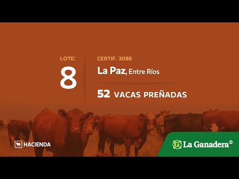 Lote Vacas Preñadas en La Paz