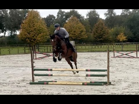 VREDI 4j. v. Verdi - Casall - Landgraf VB 8.000 Euro